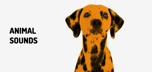 Wapenstilstand Veeg Frustrerend Dog Sounds - Listen or Free Download MP3 | Orange Free Sounds