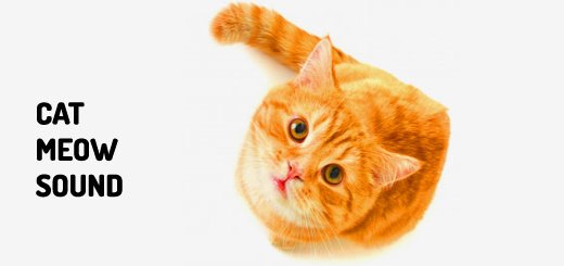 Cat Meow Sound | Free Download MP3 | Orange Free Sounds