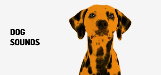 Dog Sounds - Listen or Free Download MP3 | Orange Free Sounds