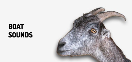 Goat sounds | Orange Free Sounds