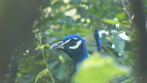 Peacock Sound | Free Sounds from Orange Free Sounds